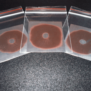 Buy Spore print Colombian psilocybe cubensis