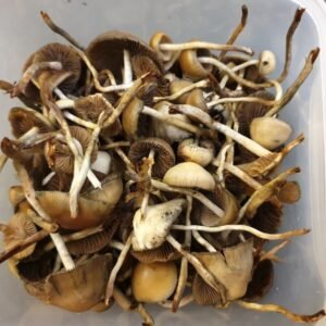 Buy Psilocybe Azurescens