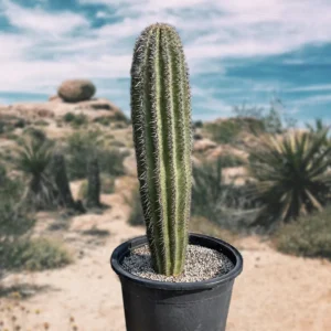 Saguaro Cactus