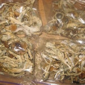 Buy Psilocybe Cyanescens