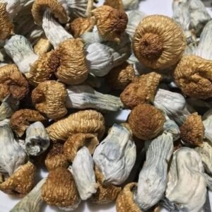 Buy Penis envy mushroom