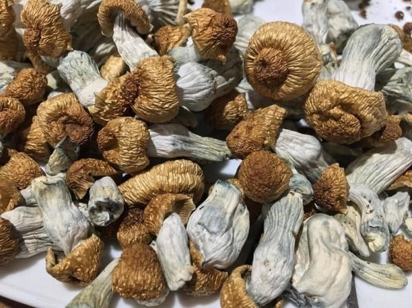 Buy Penis envy mushroom