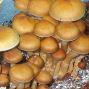 Buy Red Boy cubensis Mushroom Spores