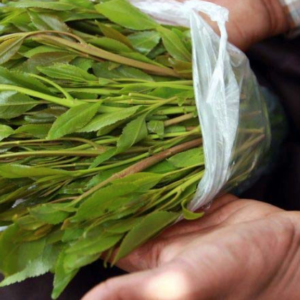 Khat leaves