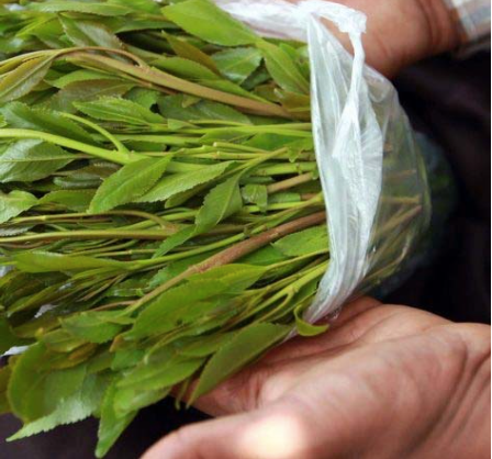 Khat leaves
