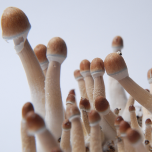 Buy Spore print Burma psilocybe cubensis