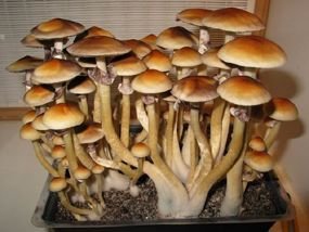 Buy Spore print Burma psilocybe cubensis