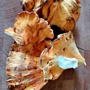 Buy Chiken Of the Woods