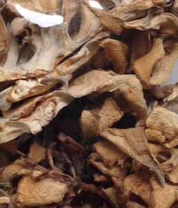 Maitake Mushrooms