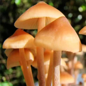Buy Psilocybe mexicana ‘Jalisco’ Mushroom Spores