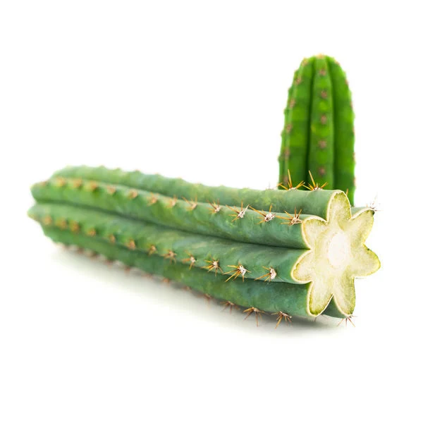 PERUVIAN TORCH (ECHINOPSIS PERUVIANA)