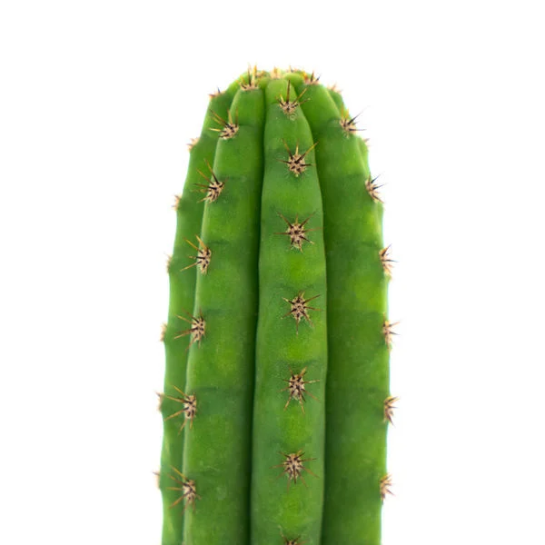 PERUVIAN TORCH (ECHINOPSIS PERUVIANA) - Image 3