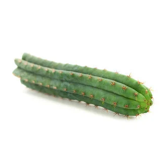 PERUVIAN TORCH (ECHINOPSIS PERUVIANA) - Image 2