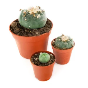 Buy PEYOTE (LOPHOPHORA WILLIAMSII)