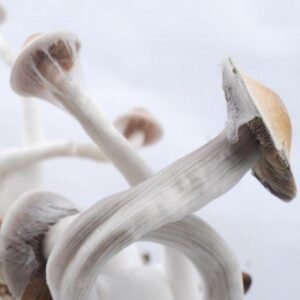 Buy Psylocybe Fanaticus Original spore vial