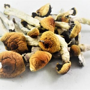 Buy Blue Meanie Mushrooms