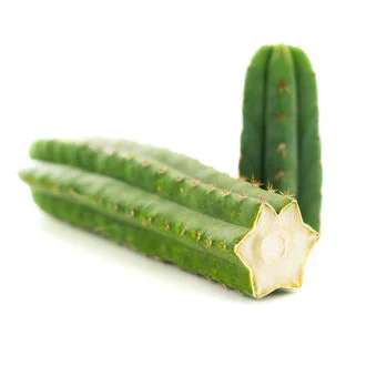 Buy SAN PEDRO (ECHINOPSIS PACHANOI)