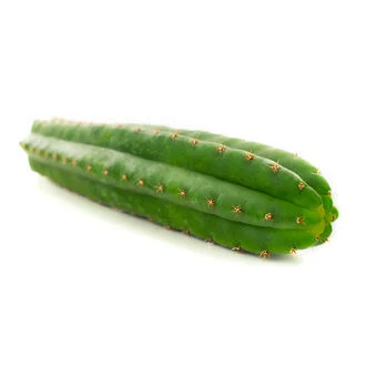 Buy SAN PEDRO (ECHINOPSIS PACHANOI) - Image 2