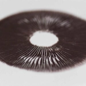 Buy Spore print Treasure Coast psilocybe cubensis